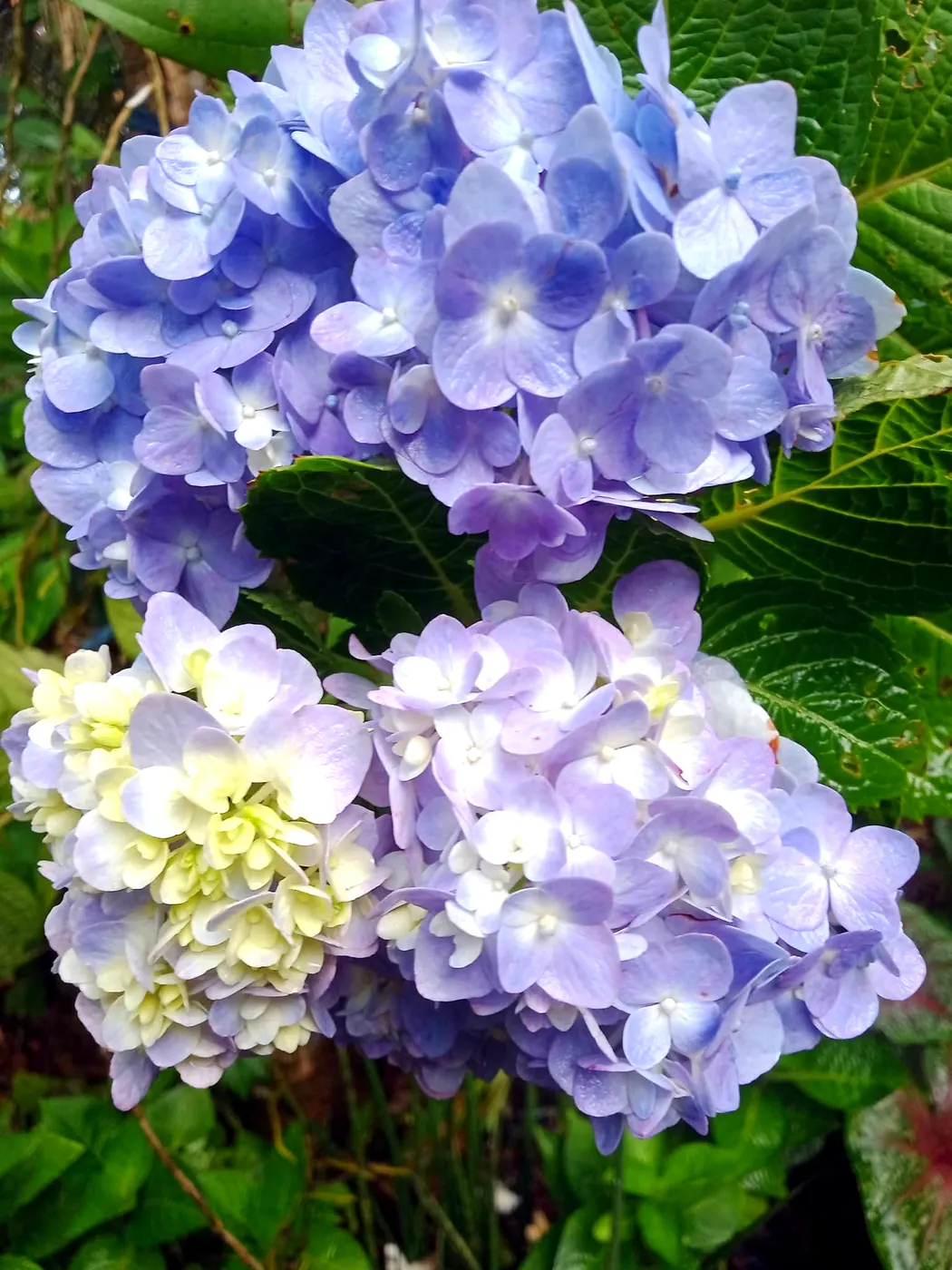 Two clusters of blue hydrangea blooms