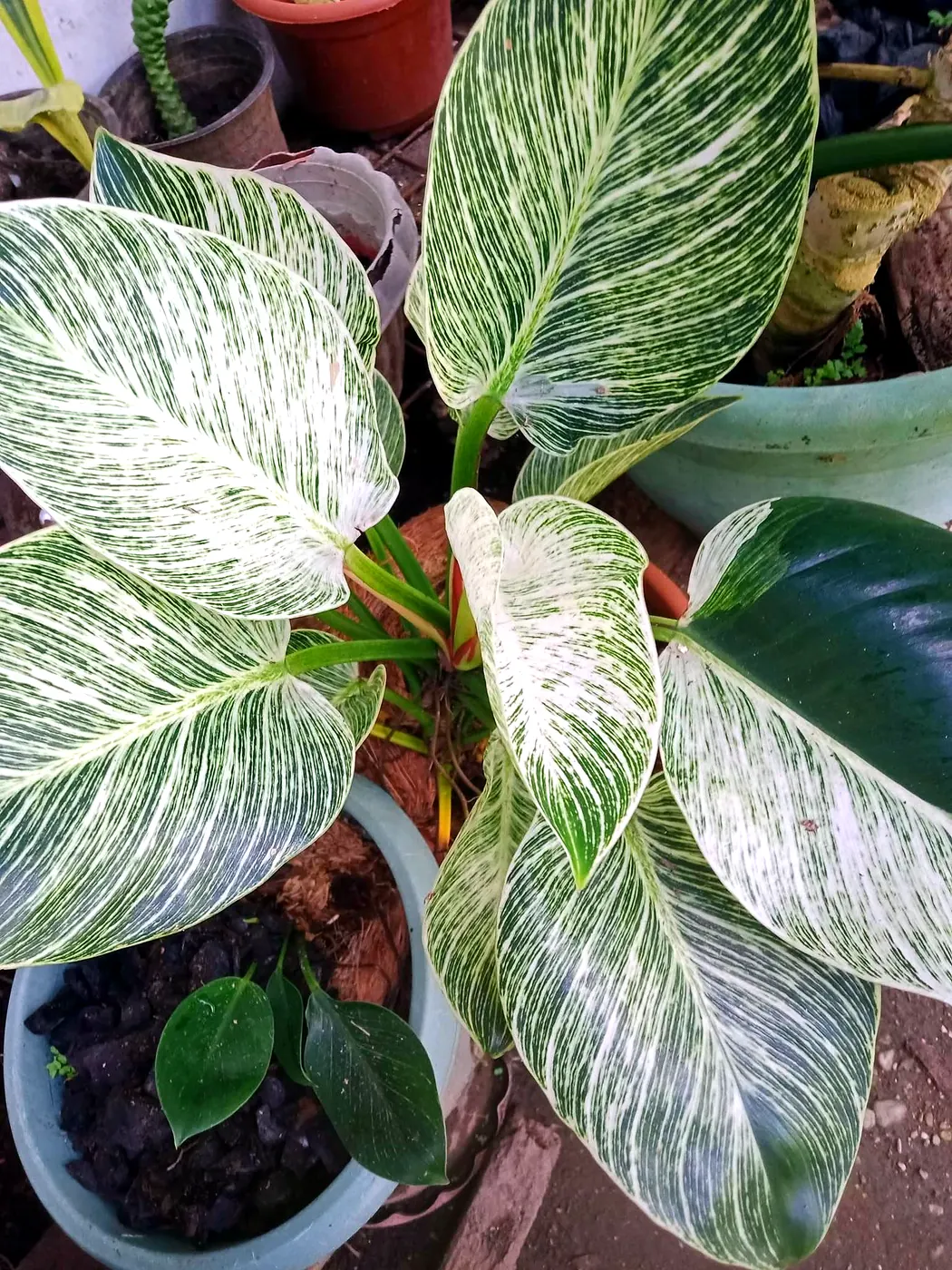 White-striped Philodendron Birkin leaves